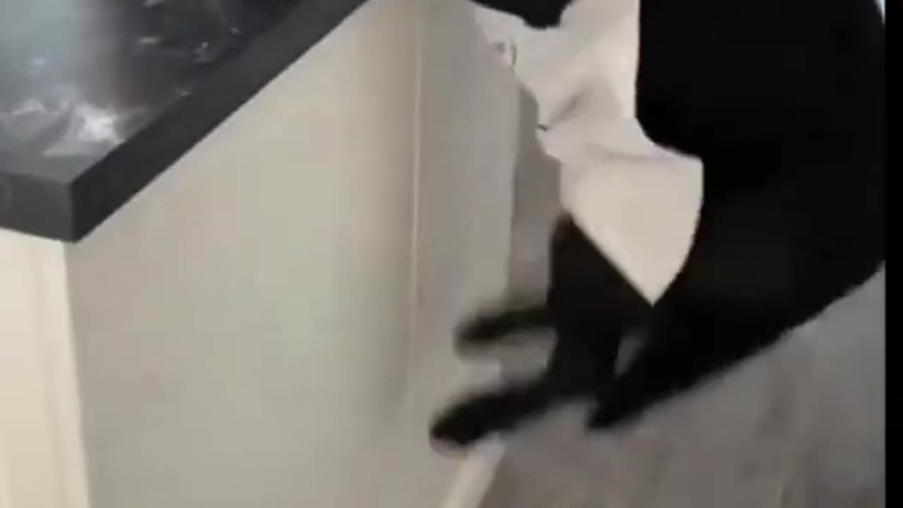 Funny dog cooking in side kitchen