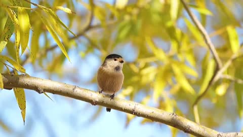 Clever bird