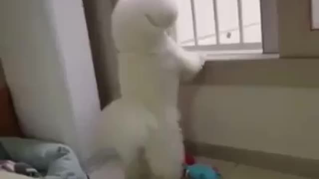 I'm tired of being a dog today I'm going to be a rooster
