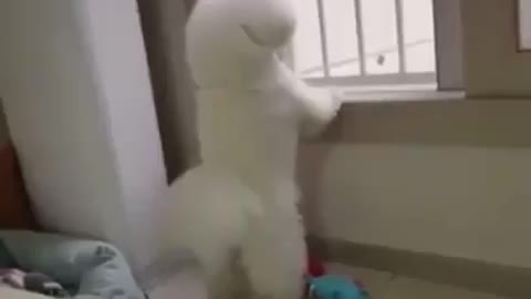 I'm tired of being a dog today I'm going to be a rooster