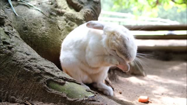 Oh so cute rabbit 🐰
