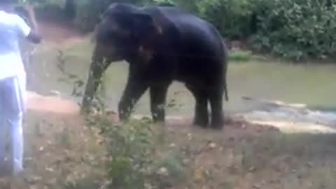 Amazing closeup video of a wild elephant