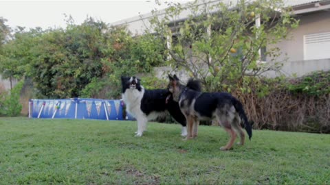 dog is enjoy and create fune