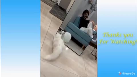 Cute pets and funny cats complications,