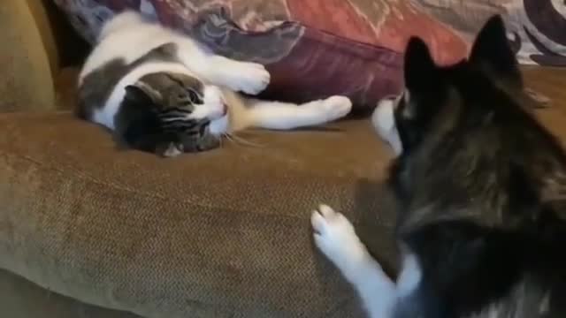 Cat VS Dog Fight Funny Short Video.