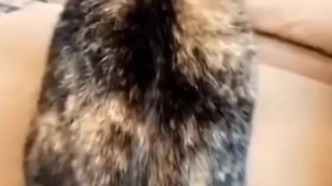 lol haha-dog-cat