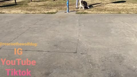 dog bascket boll play video• Vines best fun