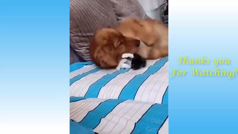 Animals and cuteness