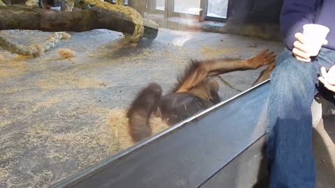 Funny magic monkey