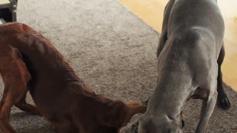 Chaprley and Bella rejoice at the new toy