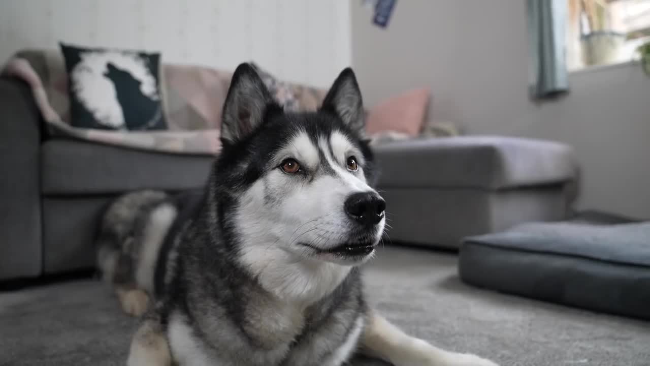 My HUSKY is an EXPERT at IGNORING Me! He Refuses to HELP Pick LOTTO Numbers!