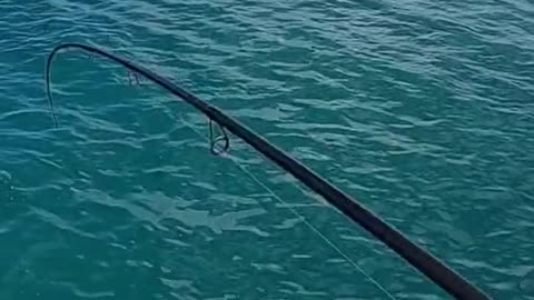 Live shrimp can catch anything!