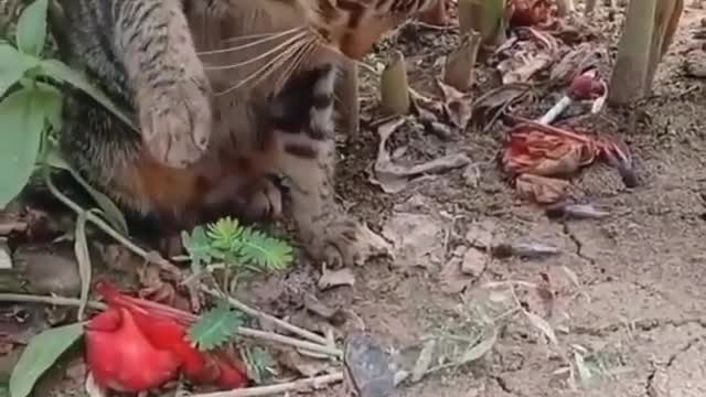death slap