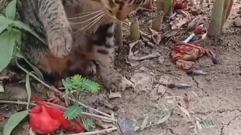 death slap