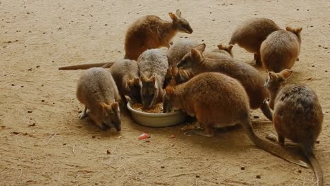 Cute animals // cute animals moment