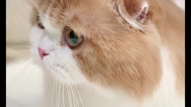 Nice Cat Training Techn