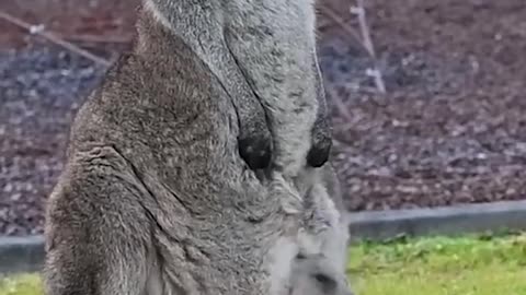 Cuteness as Therapy_ How Animals Heal Our Souls 💖