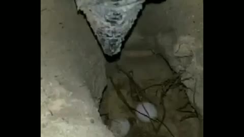 Turtle laying egg...
