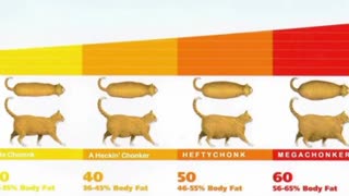 Chonk Chart