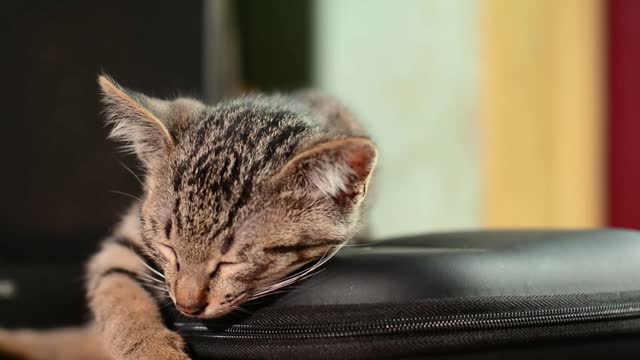 Beautiful pets 143