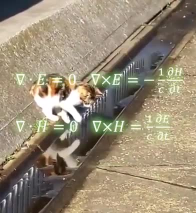 this cat is hilarious