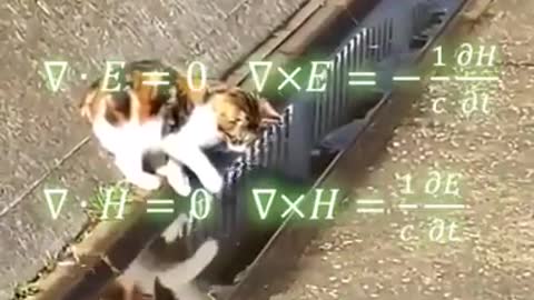 this cat is hilarious