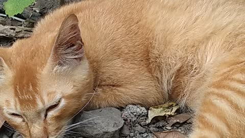 cute kitten sleeping