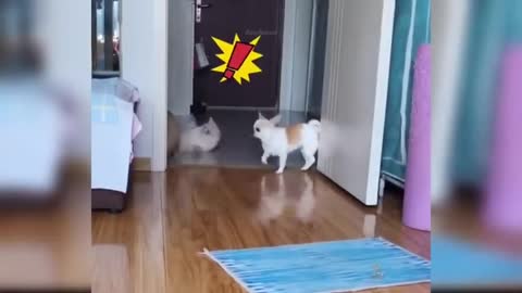 Dog and cat playing, great friends.