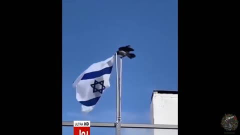 Gaza 2023 - Good job crow! OY VEY THE CROWS KNOW!!!