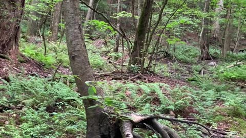 Trees can be resilient 🌳#Forest