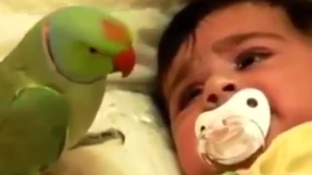 The parrot tries to silence the crying child that he is very affectionate