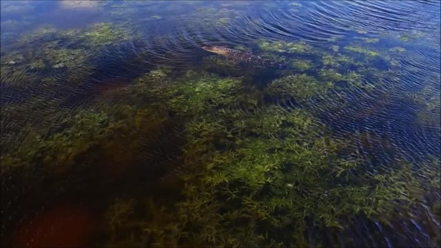 Florida Everglades Tour