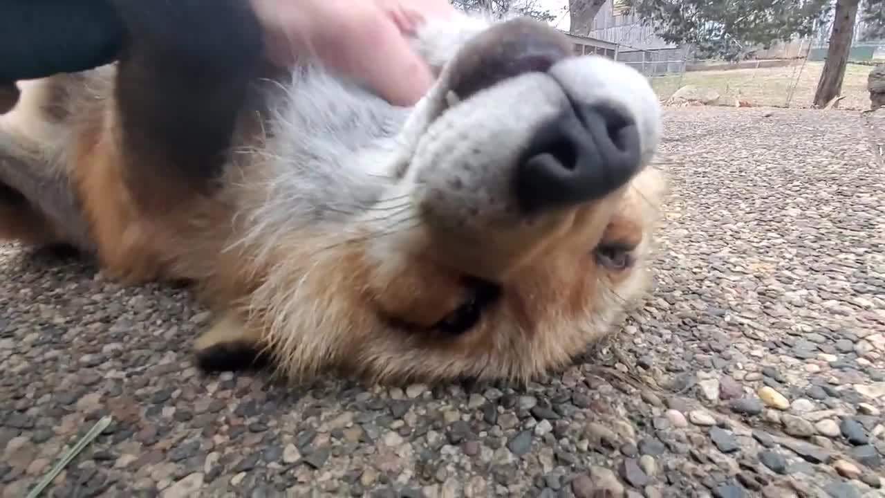 Finnegan Fox chats while being scratched