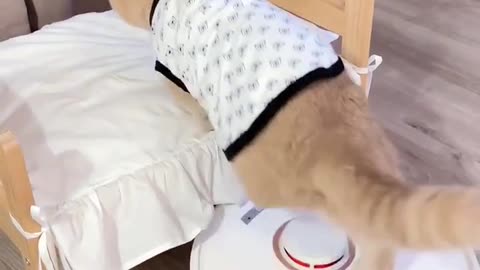 Social cat
