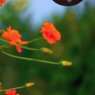 It is Safe for Me to Lose Weight #experiement #mentalhealth #biofield #tapping #tuningforks #174hz