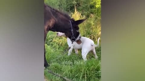 funny animals