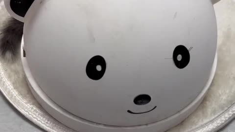 Kittens love helmet