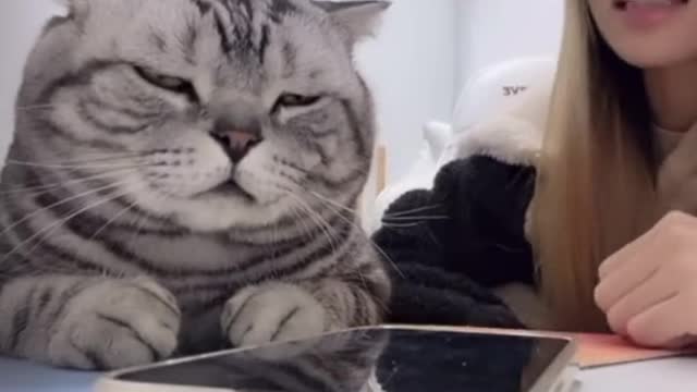 貓咪聽主人在碎碎念