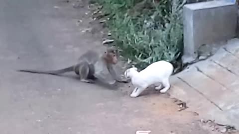 Monkey