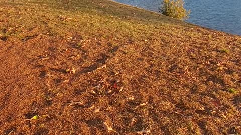 My Muscovy Ducks & visiting geese at the Lake.