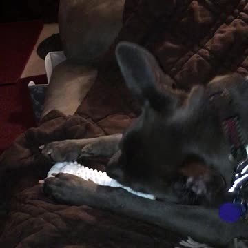 Dog enjoying her new toy