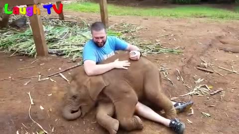 Cute elephent baby