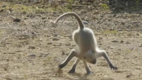 Cute and funny monkey videos