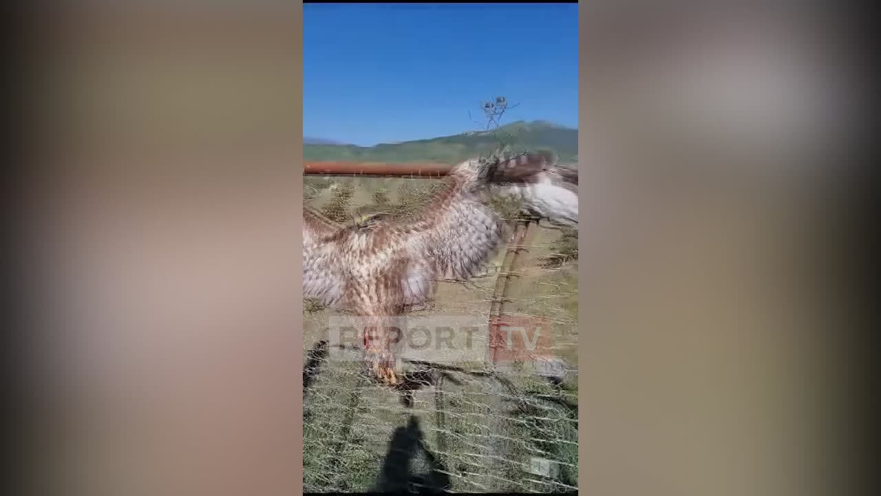 E rëndë në Përmet, aktivistja gjen shqiponjën e plagosur dhe të lidhur për së gjalli