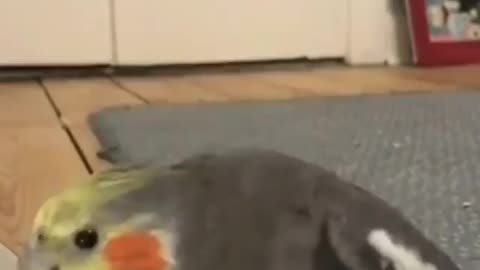🎵🎵🎵🎵🎶