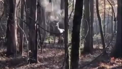 Strange Video #113