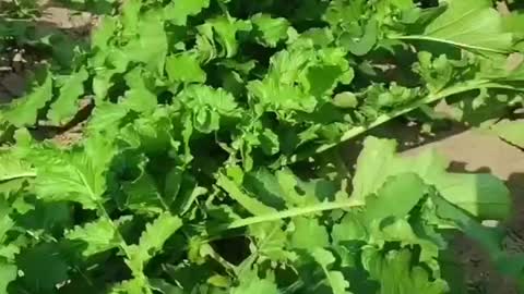 This dish grows well