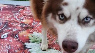 Happy Trini Husky