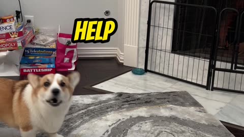 When your dog tries to train you instead! 🤣🐶