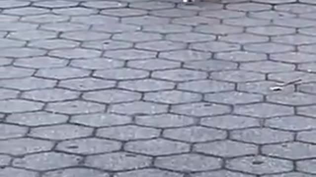 Dog on leash walks in hilariously bizarre manner